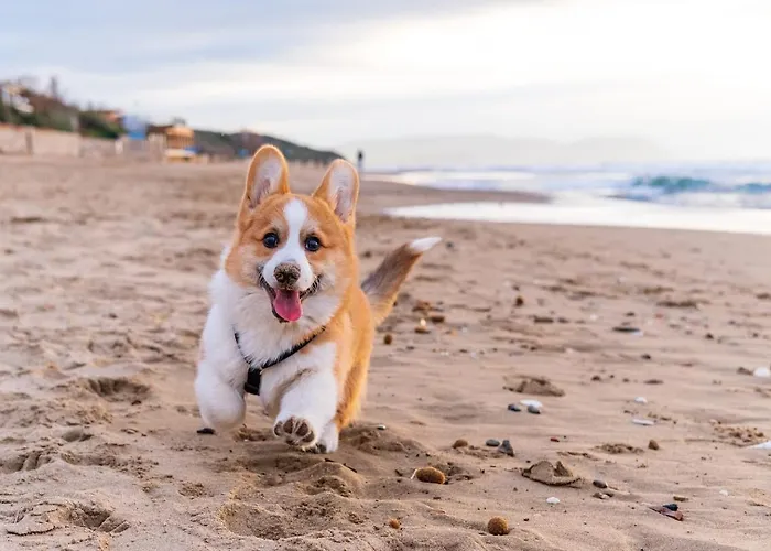Promenade Townhouse- Roofterrace 3br Near Beaches *